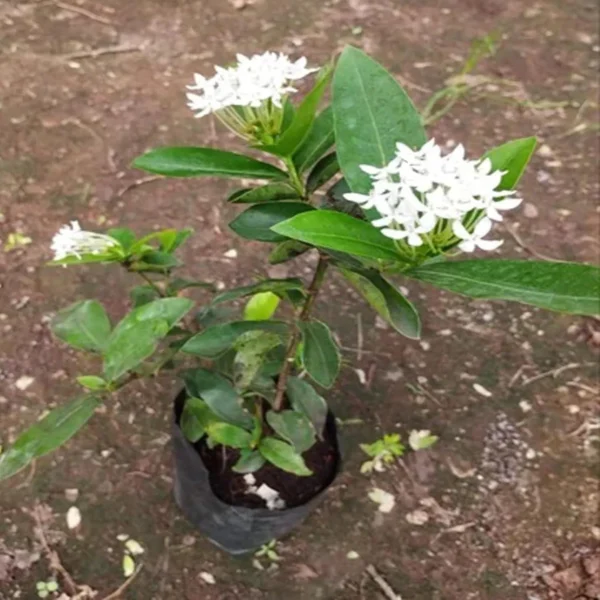 White Colour Ixora Rukmini Rangan Flower Shrubs Live Plant - Image 5