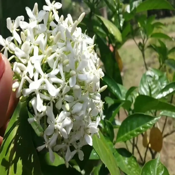 White Colour Ixora Rukmini Rangan Flower Shrubs Live Plant - Image 3