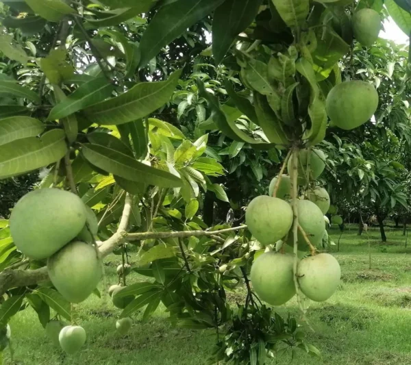Bangladesh Haribhanga Mango Aam Grafted Fruit Live Plant - Image 3