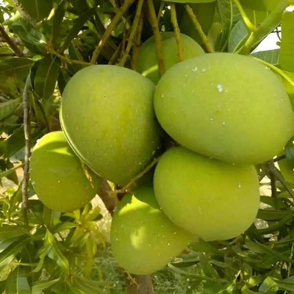 Bangladesh Haribhanga Mango Aam Grafted Fruit Live Plant - Image 2