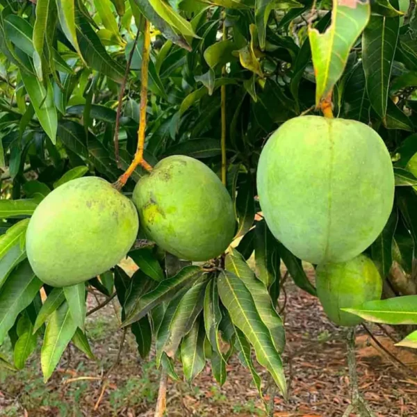 Bangladesh Haribhanga Mango Aam Grafted Fruit Live Plant - Image 4