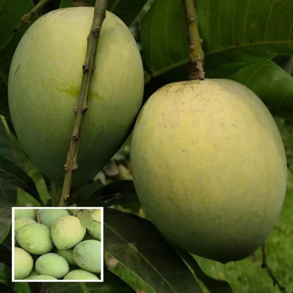 Bangladesh Haribhanga Mango Aam Grafted Fruit Live Plant