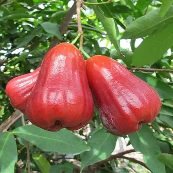Red Malay Wax Apple Water Apple Java Apple Jamrul Chamba Layering/Grafted Fruit Live Plant - Image 2