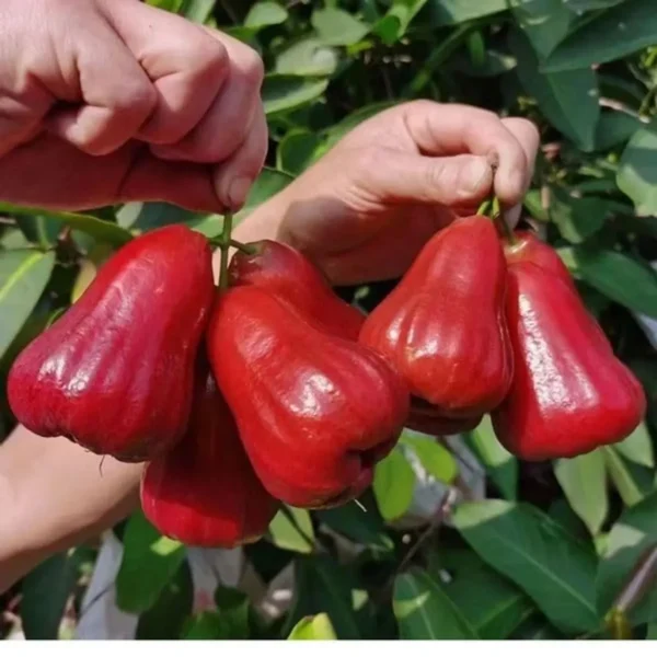 Red Malay Wax Apple Water Apple Java Apple Jamrul Chamba Layering/Grafted Fruit Live Plant - Image 3