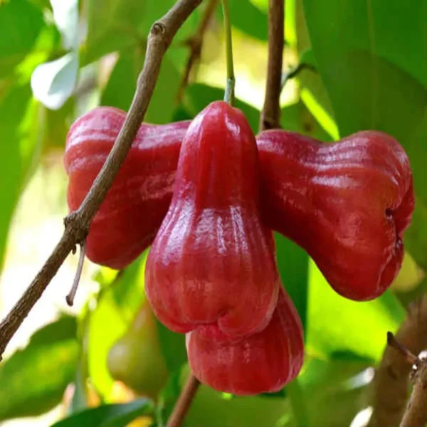 Red Malay Wax Apple Water Apple Java Apple Jamrul Chamba Layering/Grafted Fruit Live Plant - Image 4