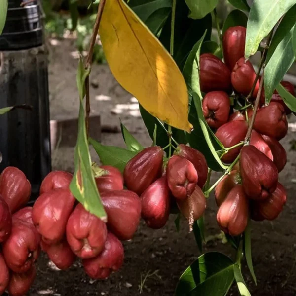 Red Malay Wax Apple Water Apple Java Apple Jamrul Chamba Layering/Grafted Fruit Live Plant - Image 5