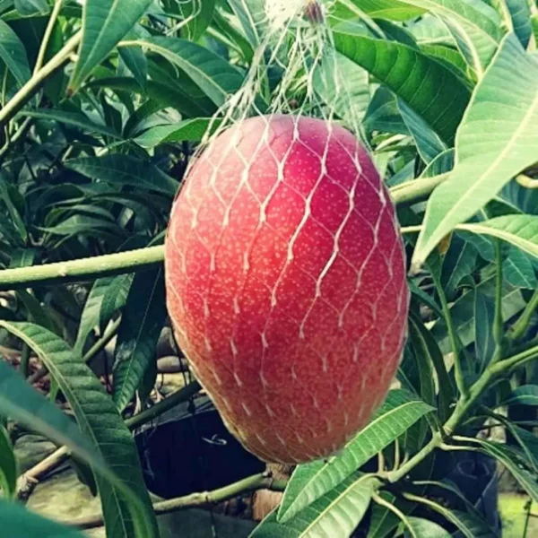 Miyazaki Mango Organic Fruit Plant (Bangla Grafted) - Image 3