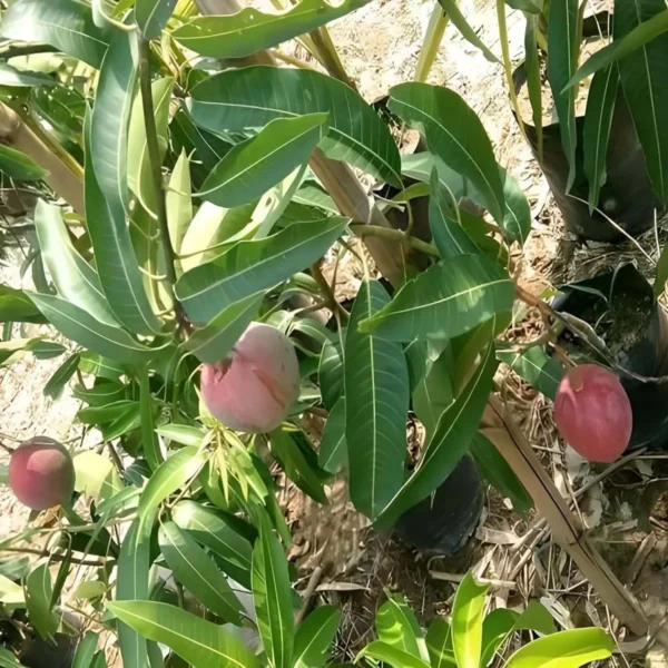 Miyazaki Mango Organic Fruit Plant (Bangla Grafted) - Image 5