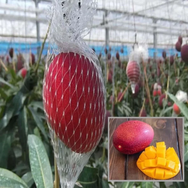 Miyazaki Egg Of Sun Tamago Mango Grafted Fruit Plant