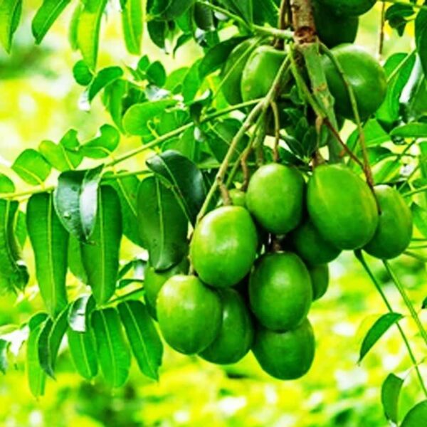 All Time Amra (Spondias Mombin Fruit) - Image 4