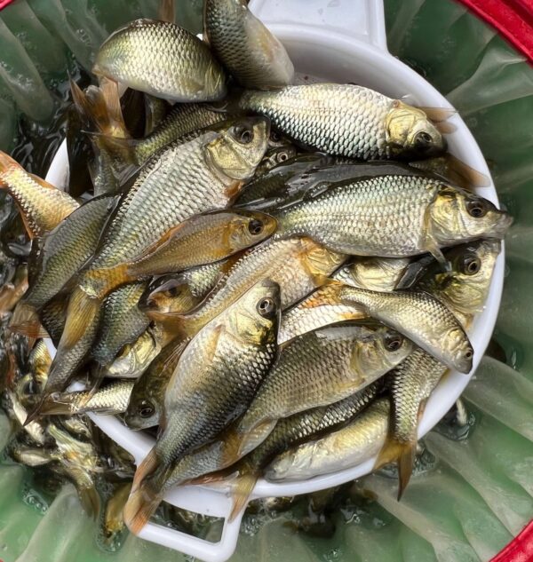 Amur Carp Fish Seeds