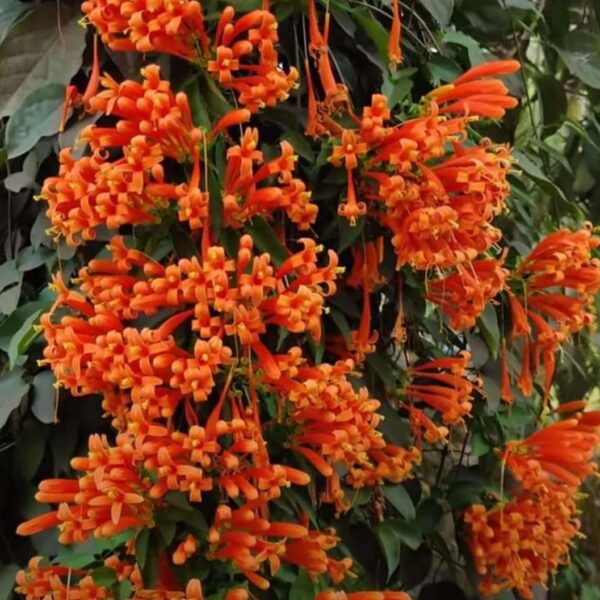 Vanestara Green Flower Plant