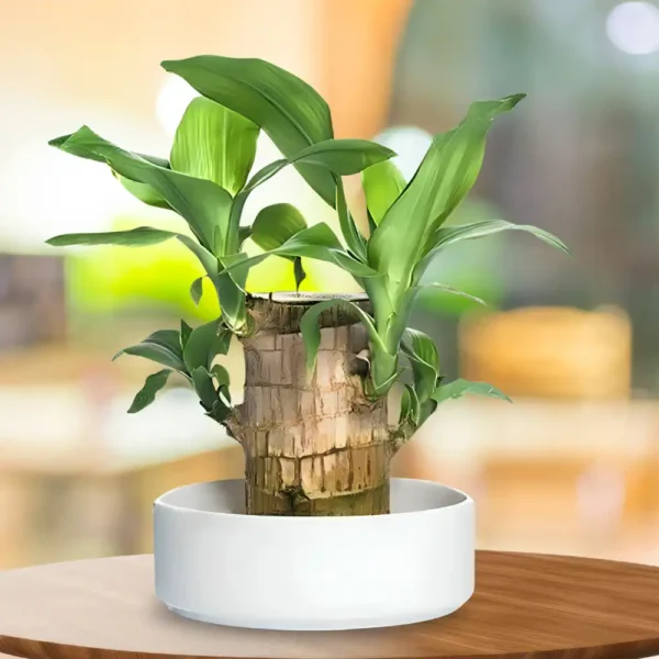 Brazilian Lucky Wood Plant (1pc)
