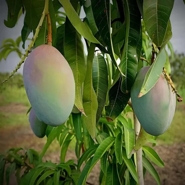 Pusa Arunika Mango Aam Grafted Fruit Live Plant - Image 3