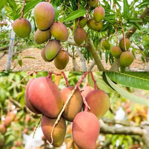 Pusa Arunika Mango Aam Grafted Fruit Live Plant - Image 4