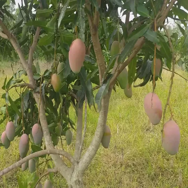 Pusa Arunika Mango Aam Grafted Fruit Live Plant - Image 5