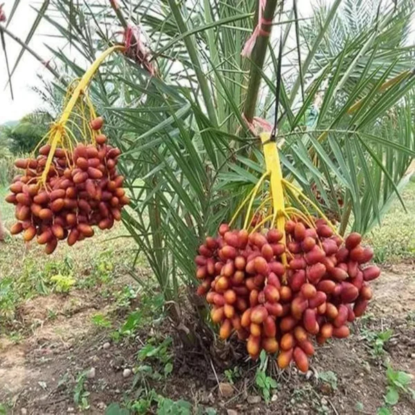 Deglet Noor Dates Palm Arabian Khurma Khajoor Dwarf Fruit Live Plant - Image 4