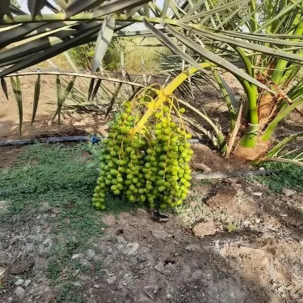 Deglet Noor Dates Palm Arabian Khurma Khajoor Dwarf Fruit Live Plant - Image 2