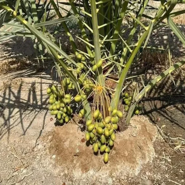 Deglet Noor Dates Palm Arabian Khurma Khajoor Dwarf Fruit Live Plant - Image 3
