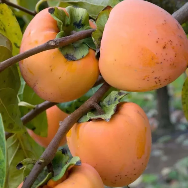 Hachiya Persimmon Grafted Fruit Live Plant - Image 2