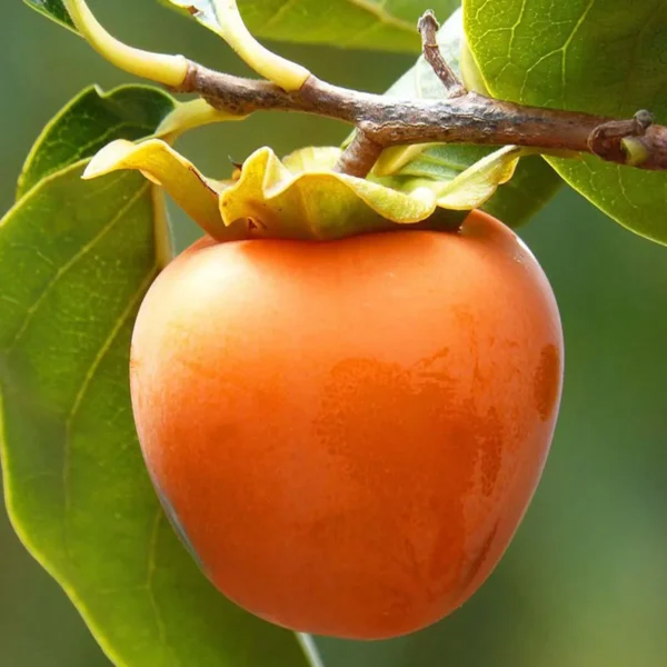 Hachiya Persimmon Grafted Fruit Live Plant - Image 5