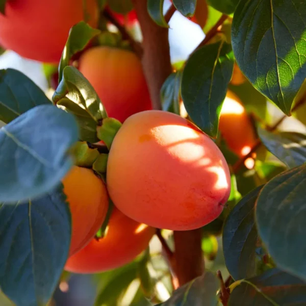 Hachiya Persimmon Grafted Fruit Live Plant - Image 4