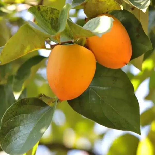 Hachiya Persimmon Grafted Fruit Live Plant - Image 3