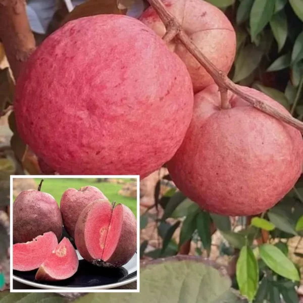Black Diamond Guava Organic Fruit Plant