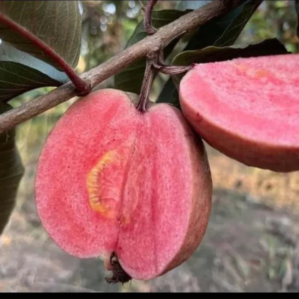 Black Diamond Guava Organic Fruit Plant - Image 3