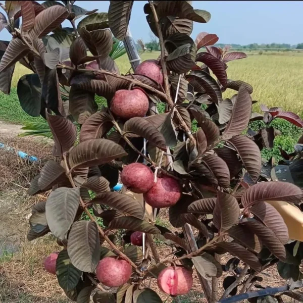 Black Diamond Guava Organic Fruit Plant - Image 5