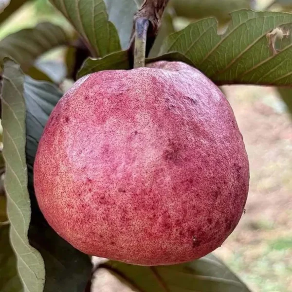 Black Diamond Guava Organic Fruit Plant - Image 2