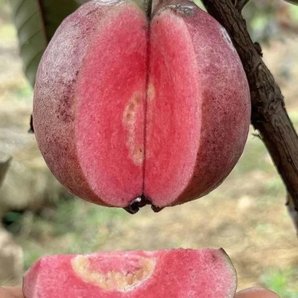 Black Diamond Guava Organic Fruit Plant - Image 4