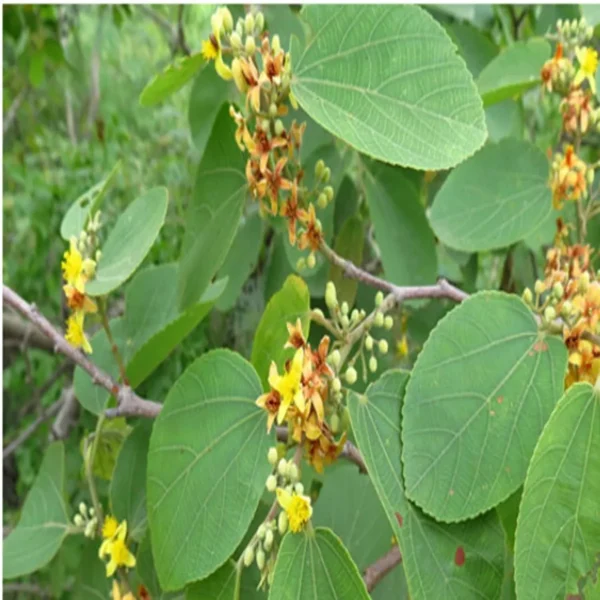 Phalsa Falsa Berry Layering/Grafted Fruit Live Plant - Image 4