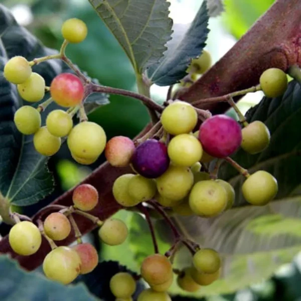 Phalsa Falsa Berry Layering/Grafted Fruit Live Plant - Image 6