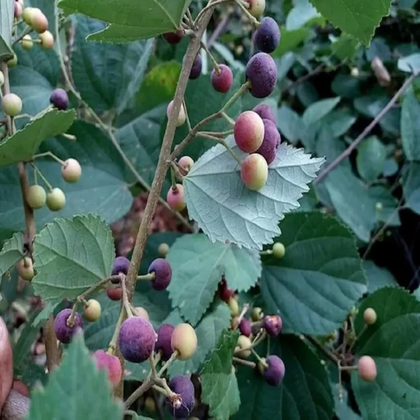 Phalsa Falsa Berry Layering/Grafted Fruit Live Plant - Image 3