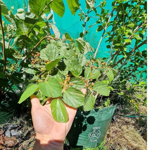 Phalsa Falsa Berry Layering/Grafted Fruit Live Plant - Image 5