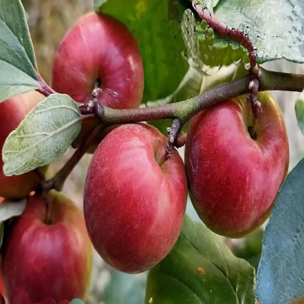 Red Sundari Apple Ber Jujube Kul Grafted Fruit Live Plant - Image 2
