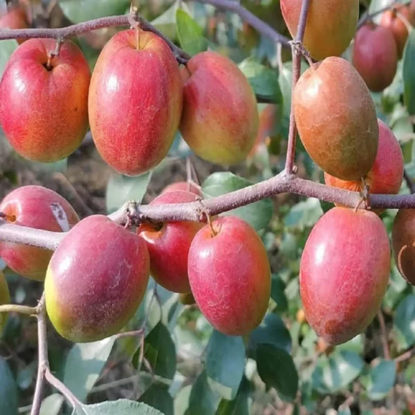 Red Sundari Apple Ber Jujube Kul Grafted Fruit Live Plant - Image 3
