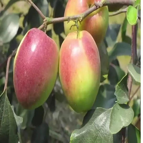 Red Sundari Apple Ber Jujube Kul Grafted Fruit Live Plant - Image 4