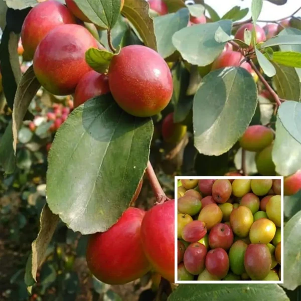 Red Sundari Apple Ber Jujube Kul Grafted Fruit Live Plant