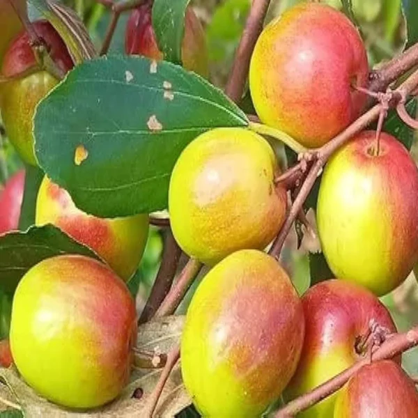 Red Sundari Apple Ber Jujube Kul Grafted Fruit Live Plant - Image 5