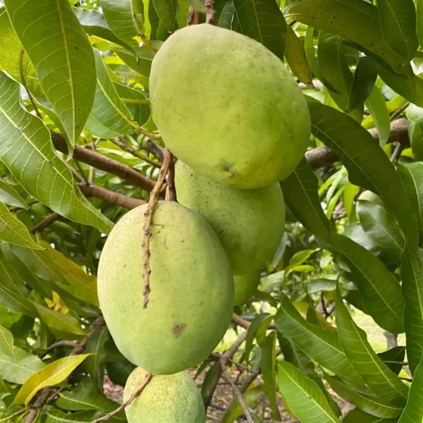 Coconut Cream Mango Aam Grafted Fruit Live Plant - Image 4