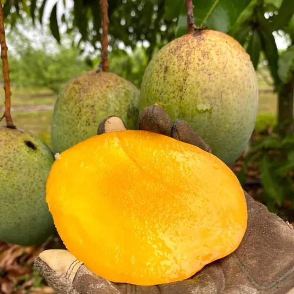 Coconut Cream Mango Aam Grafted Fruit Live Plant - Image 2