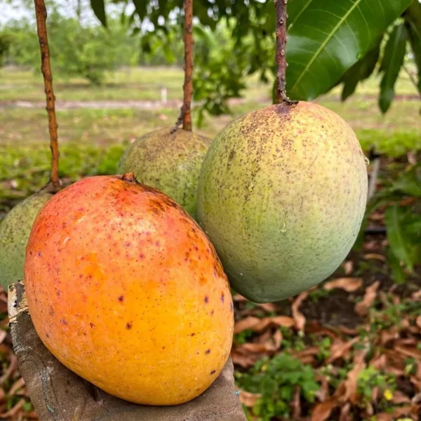 Coconut Cream Mango Aam Grafted Fruit Live Plant - Image 3