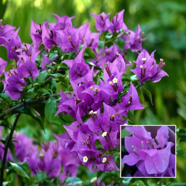 Purple Colour Bougainvillea Kagoj Ful Shrubs Flower Live Plant
