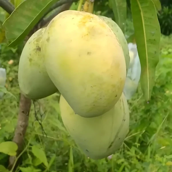 Anwar Ratol Rataul Mango Aam Grafted Fruit Live Plant - Image 3