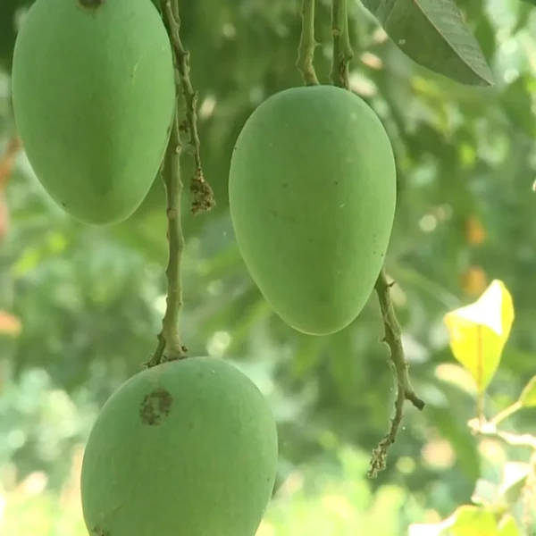 Anwar Ratol Rataul Mango Aam Grafted Fruit Live Plant - Image 2