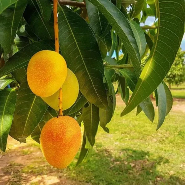 Anwar Ratol Rataul Mango Aam Grafted Fruit Live Plant - Image 4