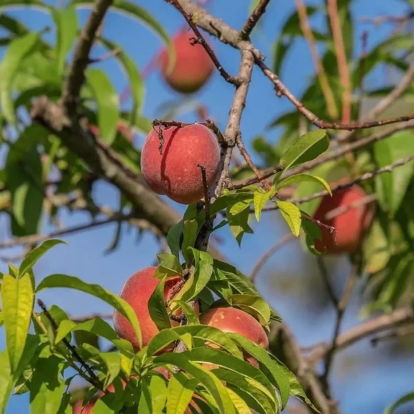Shan E Punjab Peach Grafted Fruit Live Plant - Image 3