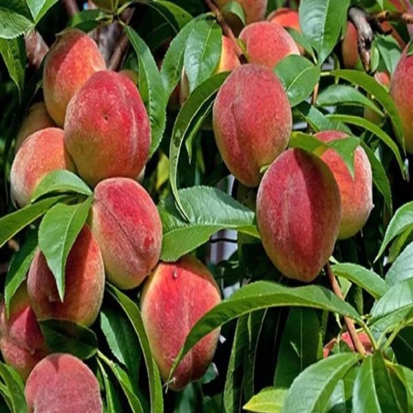 Shan E Punjab Peach Grafted Fruit Live Plant - Image 2
